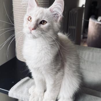 chaton Maine coon polydactyle red silver shaded Arizona PP Chatterie Montezuma Bay