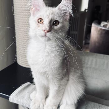 chaton Maine coon polydactyle red silver shaded Arizona PP Chatterie Montezuma Bay