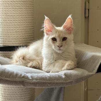 chaton Maine coon polydactyle red silver shaded Arizona PP Chatterie Montezuma Bay