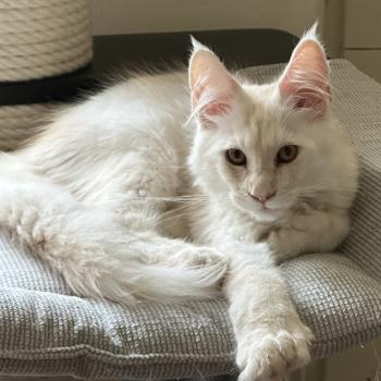 chaton Maine coon polydactyle red silver shaded Arizona PP Chatterie Montezuma Bay