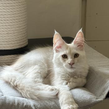 chaton Maine coon polydactyle red silver shaded Arizona PP Chatterie Montezuma Bay