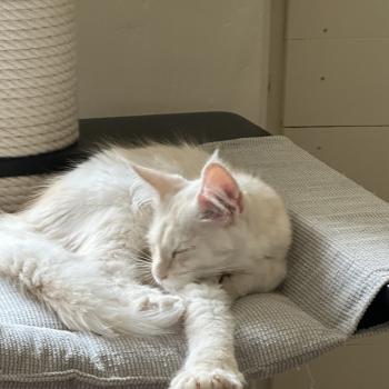 chaton Maine coon polydactyle red silver shaded Arizona PP Chatterie Montezuma Bay
