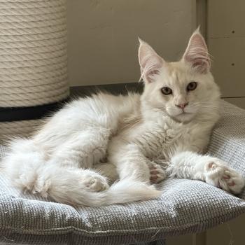 chaton Maine coon polydactyle red silver shaded Arizona PP Chatterie Montezuma Bay