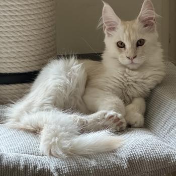 chaton Maine coon polydactyle red silver shaded Arizona PP Chatterie Montezuma Bay