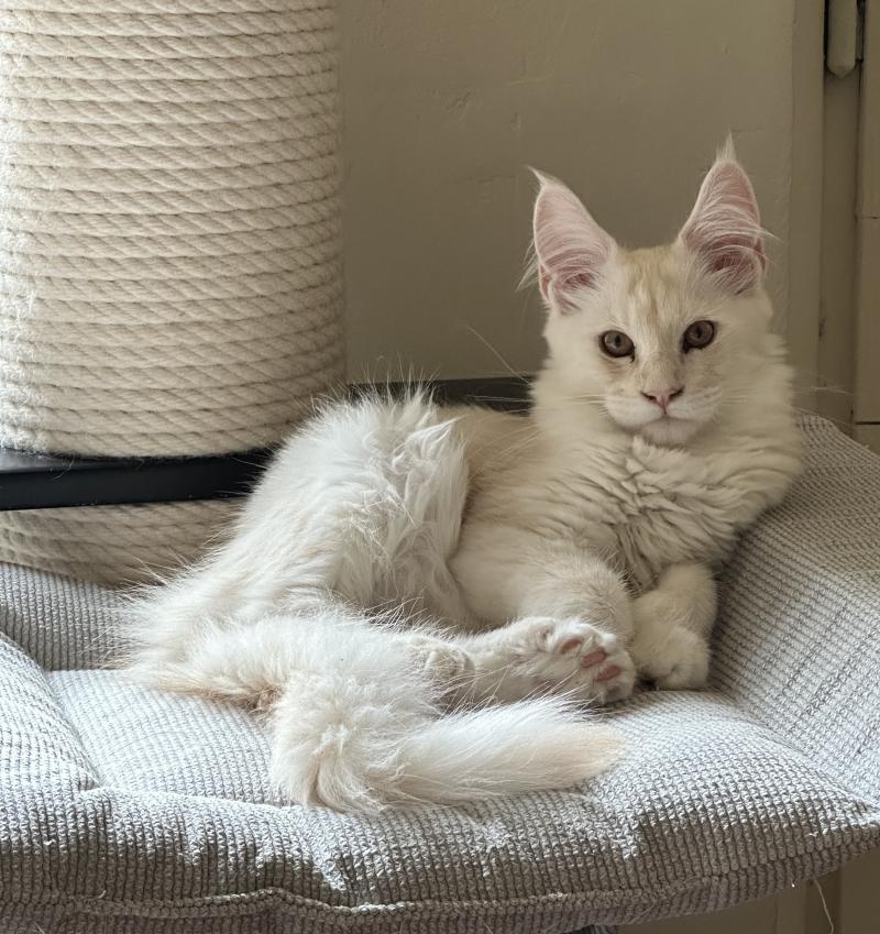 Montezuma Bay's Arizona PP Mâle Maine coon polydactyle