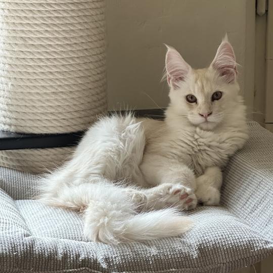 Montezuma Bay's Arizona PP Mâle Maine coon polydactyle