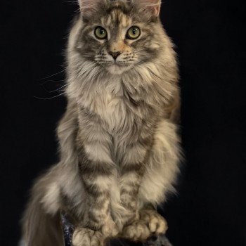 chat Maine coon polydactyle black tortie smoke TSUNADE PP Montezuma Bay's
