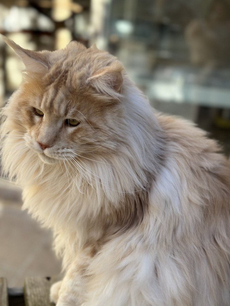 Samoa PP des Coon Chewy Mâle Maine coon polydactyle