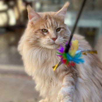 chat Maine coon polydactyle red silver blotched tabby Samoa Montezuma Bay's