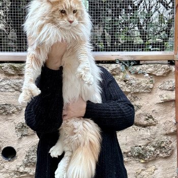 chat Maine coon polydactyle red silver blotched tabby Samoa Montezuma Bay's