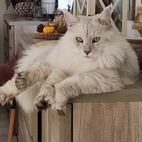 Willow PP Mâle Maine coon polydactyle