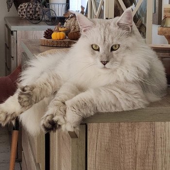 Willow PP Mâle Maine coon polydactyle