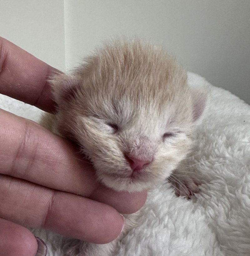 Montezuma Bay's C Mâle Maine coon