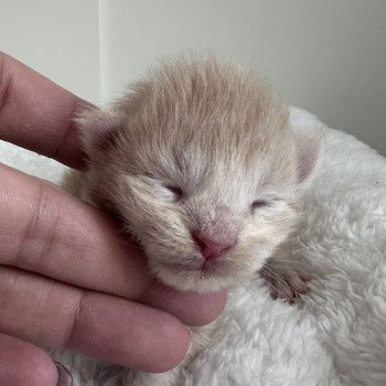 chaton Maine coon red C Chatterie Montezuma Bay