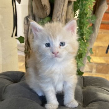 chaton Maine coon red C Chatterie Montezuma Bay