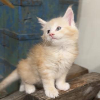 chaton Maine coon red Alaska Chatterie Montezuma Bay