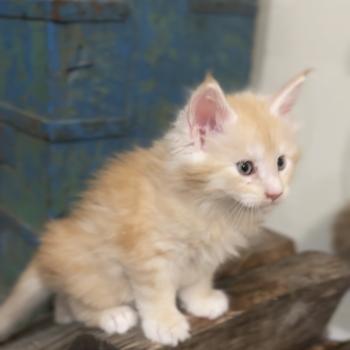 chaton Maine coon red Alaska Chatterie Montezuma Bay