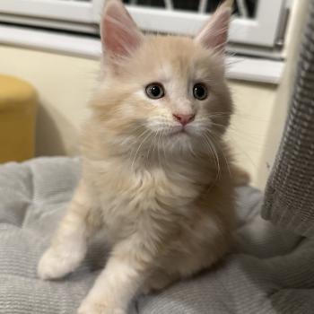 chaton Maine coon red Alaska Chatterie Montezuma Bay