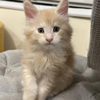 chaton Maine coon red Alaska Chatterie Montezuma Bay