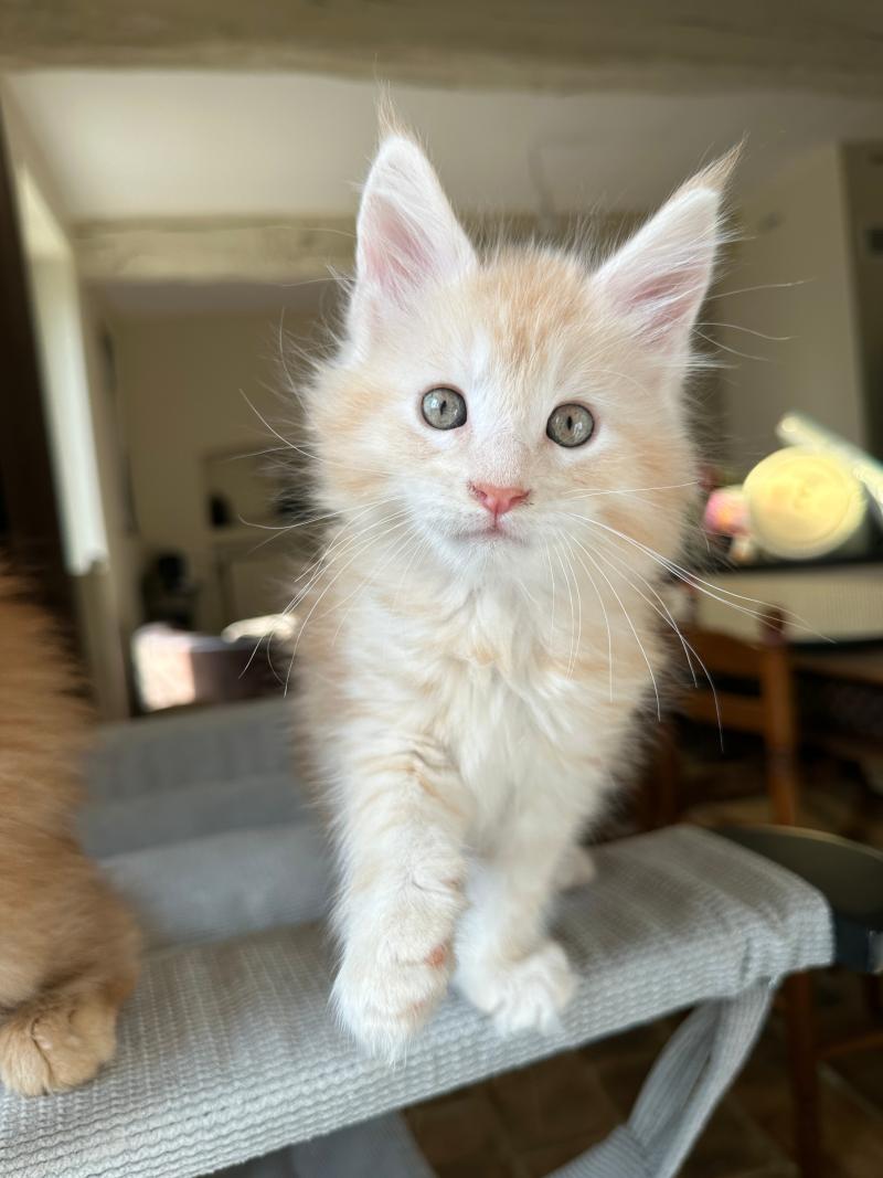 Montezuma Bay's Alaska Mâle Maine coon
