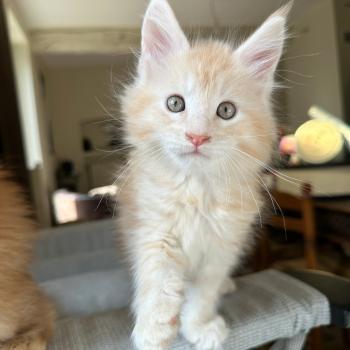 chaton Maine coon red silver blotched tabby Alaska Chatterie Montezuma Bay