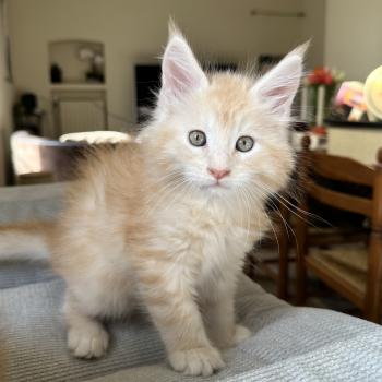 chaton Maine coon red silver blotched tabby Alaska Chatterie Montezuma Bay