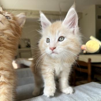 chaton Maine coon red silver blotched tabby Alaska Chatterie Montezuma Bay