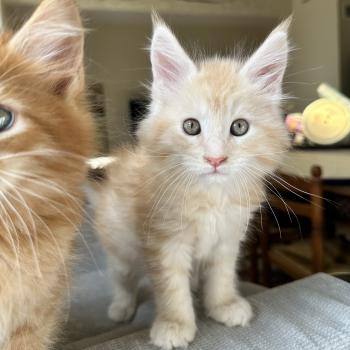 chaton Maine coon red silver blotched tabby Alaska Chatterie Montezuma Bay