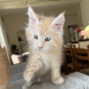 chaton Maine coon red silver blotched tabby Alaska Chatterie Montezuma Bay