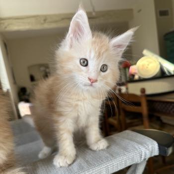 chaton Maine coon red silver blotched tabby Alaska Chatterie Montezuma Bay