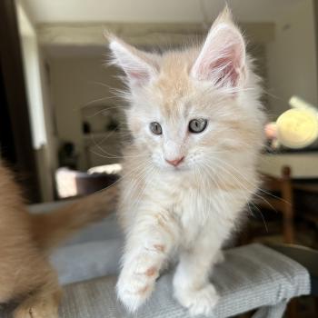 chaton Maine coon red silver blotched tabby Alaska Chatterie Montezuma Bay