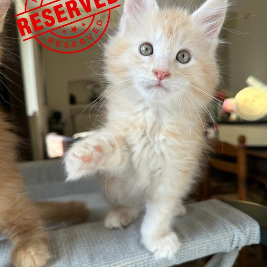 Montezuma Bay's Aiko Mâle Maine coon