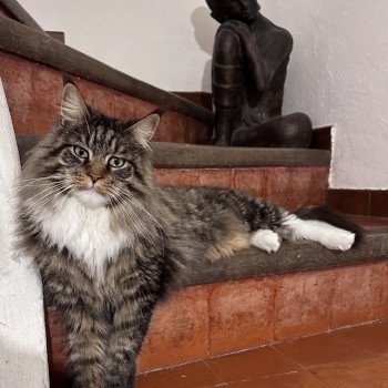 chat Maine coon brown mackerel tabby & blanc Tokyo Montezuma Bay