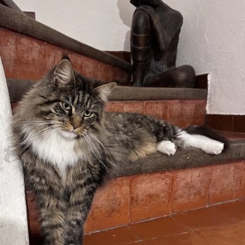 chat Maine coon brown mackerel tabby & blanc Tokyo Montezuma Bay