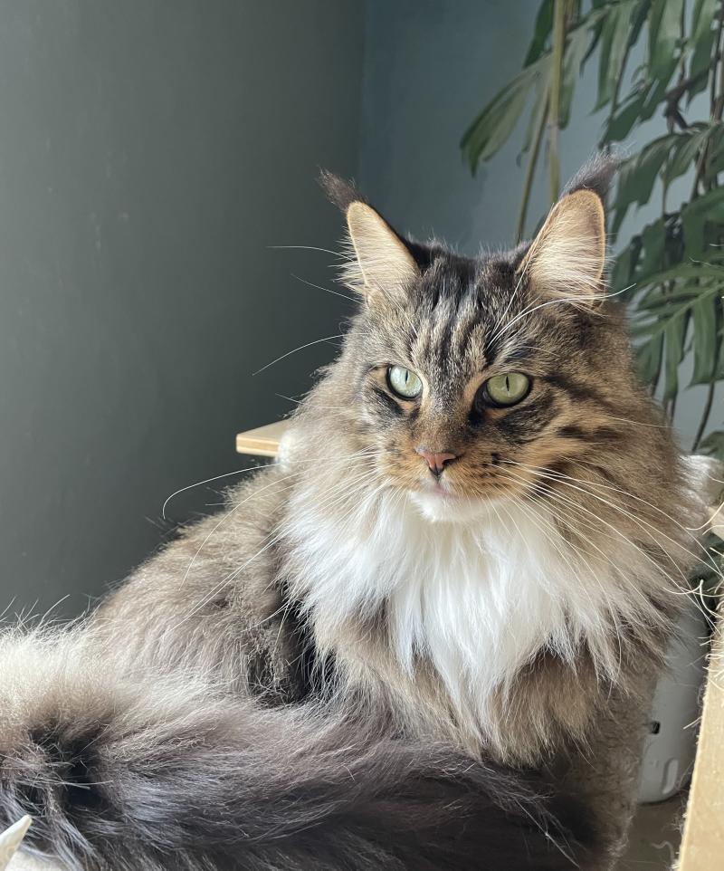 Tokyo Femelle Maine coon