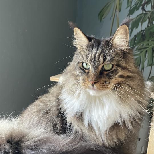 Tokyo Femelle Maine coon