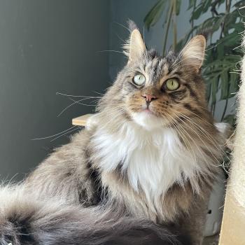 chat Maine coon brown mackerel tabby & blanc Tokyo Chatterie Montezuma Bay