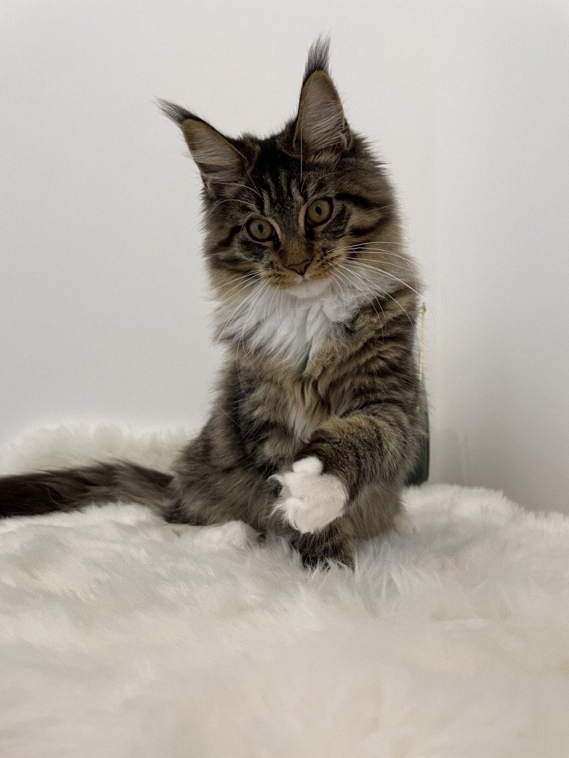 Tokyo Femelle Maine coon