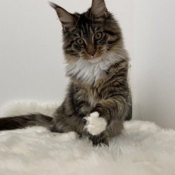 chat Maine coon brown mackerel tabby bicolor Tokyo des Mers Gelées Chatterie Montezuma Bay's