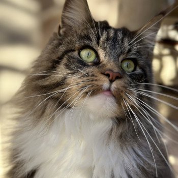 chat Maine coon brown mackerel tabby & blanc Tokyo Montezuma Bay's