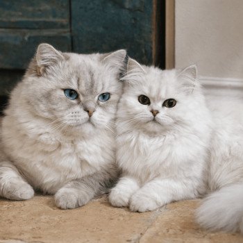 ChatGPT Image 27 déc. 2025 à 19_01_15