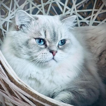 Chaton British Longhair Viper ❤ Smiley Chatterie Montezuma Bay