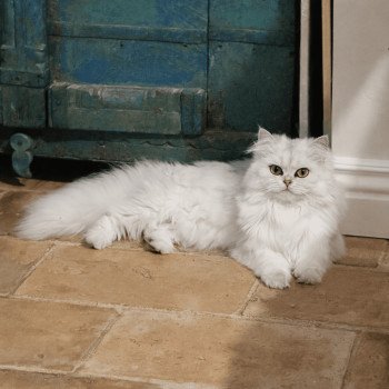 Chaton British Longhair Viper ❤ Smiley Chatterie Montezuma Bay